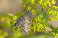 Loxostege sticticalis
