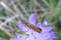 Nemophora metallica