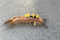 Orgyia antiqua