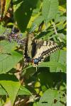 Papilio machaon