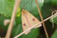 Diacrisia sannio