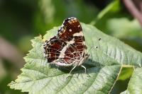 Araschnia levana