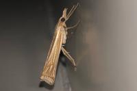 Ancylolomia tentaculella