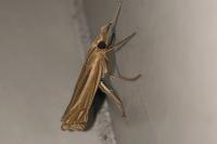 Ancylolomia tentaculella