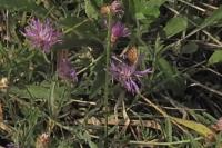 Lycaena tityrus