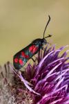 Zygaena filipendulae