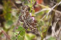 Ematurga atomaria
