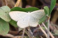 Scopula immutata