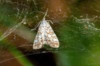 Elophila nymphaeata
