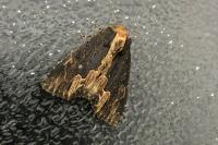 Dypterygia scabriuscula