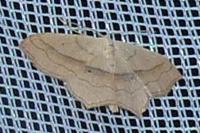 Scopula imitaria