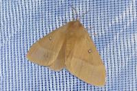 Lasiocampa quercus