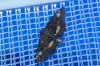 Pyrausta aurata