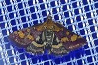 Pyrausta purpuralis