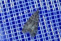 Eudonia mercurella