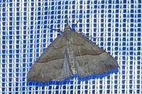 Hypena proboscidalis