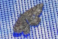 Ematurga atomaria
