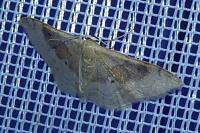 Idaea degeneraria