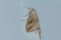 Evergestis forficalis