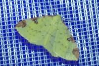 Opisthograptis luteolata