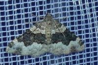 Epirrhoe galiata