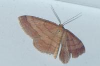 Scopula rubiginata