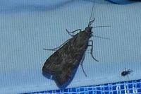 Nomophila noctuella