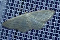 Idaea subsericeata
