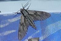 Hyloicus pinastri
