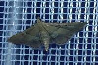 Endotricha flammealis
