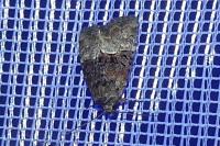 Mesoligia furuncula
