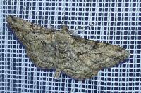 Peribatodes rhomboidaria