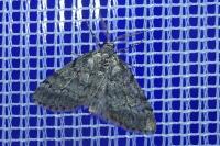 Tephronia sepiaria