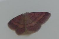 Scopula rubiginata