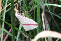 Rhodometra sacraria