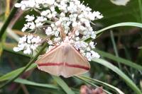 Rhodometra sacraria