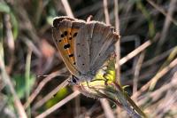 Lycaena phlaeas