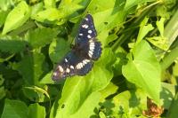 Limenitis reducta