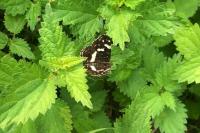 Araschnia levana