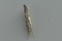 Agriphila inquinatella