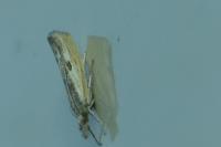 Agriphila inquinatella