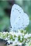 Celastrina argiolus