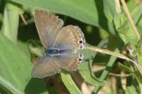 Lampides boeticus