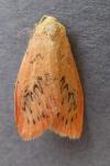 Miltochrista miniata