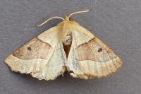 Crocallis elinguaria