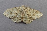 Ectropis crepuscularia