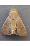 Mythimna ferrago