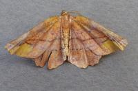 Apeira syringaria