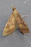 Ostrinia nubilalis