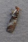 Acrobasis advenella
